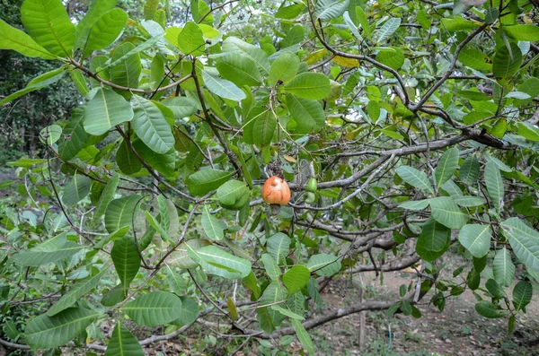 Кешью Яблоки Дереве — стоковое фото