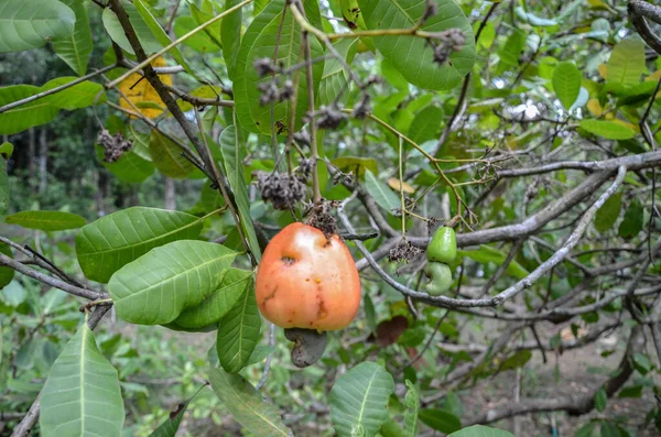 Pommes Cajou Sur Arbre — Photo