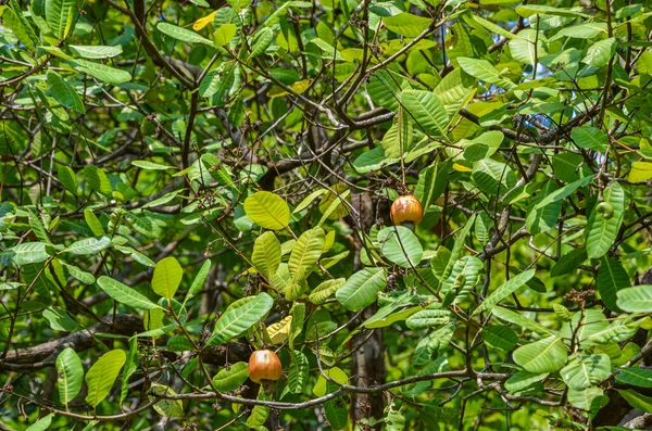 Manzanas Anacardo Árbol —  Fotos de Stock