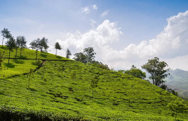 Чайные Сады Муннаре Керала Индия — стоковое фото