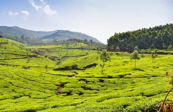 Jardines Munnar Kerala India — Foto de Stock