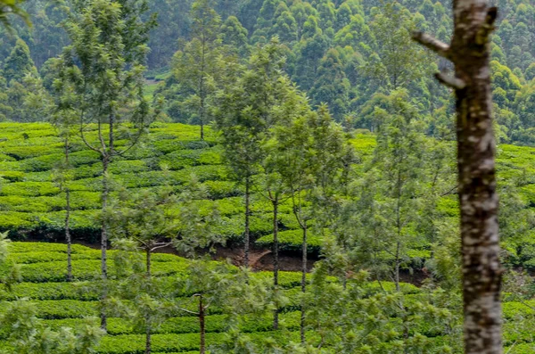 Čajové Zahrady Munnar Kerala Indie — Stock fotografie
