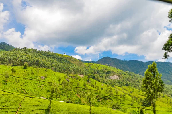 Teegärten Munnar Kerala Indien — Stockfoto
