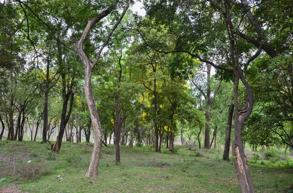 Sandelholzwald Bei Marayoor Der Nähe Von Munnar Kerala Indien — Stockfoto