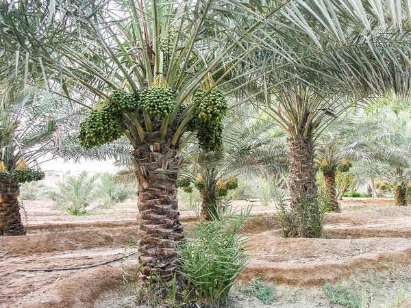 Date palms with bunches of dates