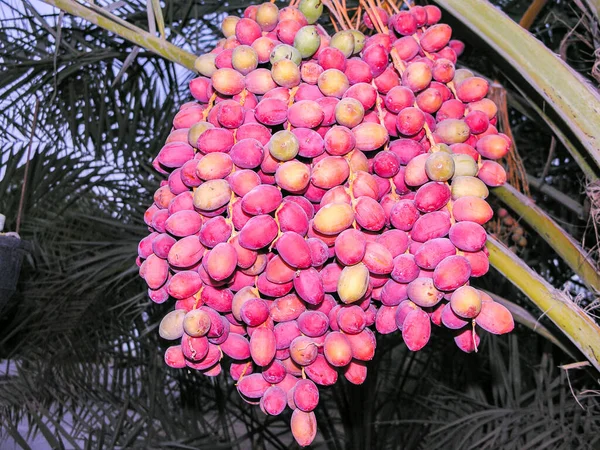 Palmiers Dattiers Avec Grappes Dates — Photo