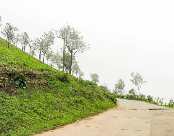 インドのウーティの霧深い山の上の茶園 — ストック写真