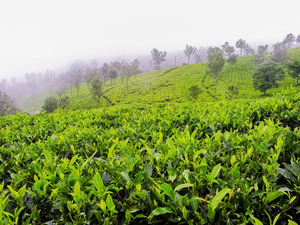 Hindistan Ooty Nin Sisli Dağlarında Çay Bahçeleri — Stok fotoğraf