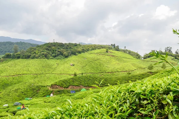 Ogród Herbaciany Munnar Kerala Indie Obraz Stockowy