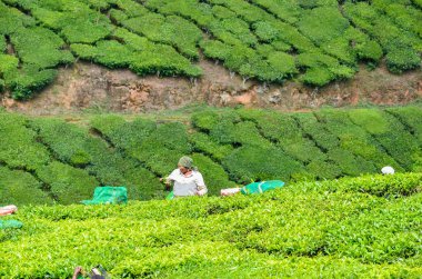 Munnar 'daki Çay Bahçeleri, Kerala, Hindistan