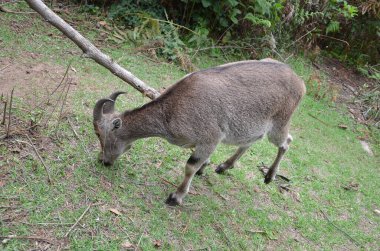 Nilgiri Tahr, Hindistan 'ın Neelgiri sıradağlarında bulunan bir tür vahşi keçi türü, neredeyse yok olmanın eşiğinde..