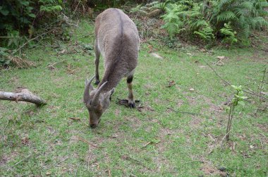 Nilgiri Tahr, Hindistan 'ın Neelgiri sıradağlarında bulunan bir tür vahşi keçi türü, neredeyse yok olmanın eşiğinde..