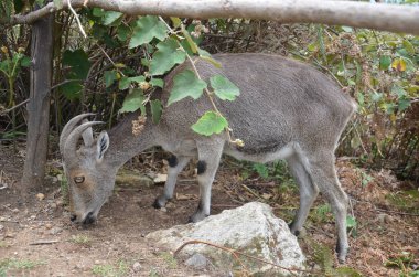 Nilgiri Tahr, Hindistan 'ın Neelgiri sıradağlarında bulunan bir tür vahşi keçi türü, neredeyse yok olmanın eşiğinde..