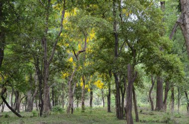 Sandalwood forest at Marayoor, near Munnar, Kerala, India clipart