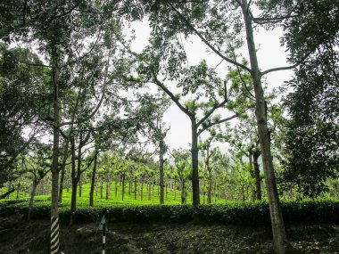 Ooty, Hindistan 'da yemyeşil çay bahçeleri ve gümüş meşe ağaçları.