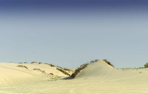 Desert landscape with desert shrubs