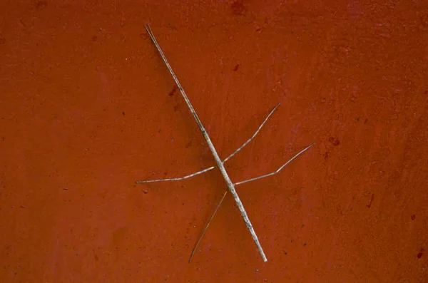 Walking stick insect on the floor