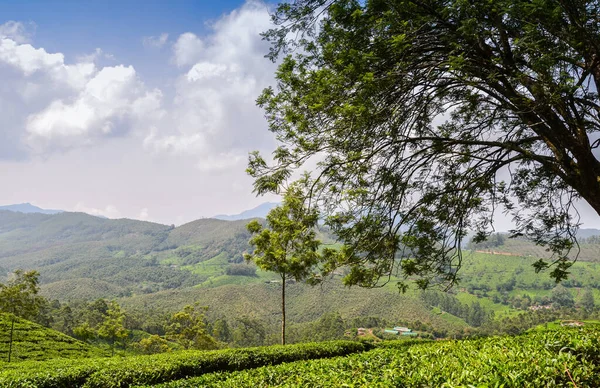 Tea gardens at Munnar,Kerala,  India