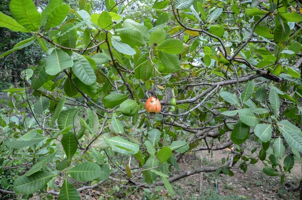 Jabłka Nerkowca Drzewie — Zdjęcie stockowe