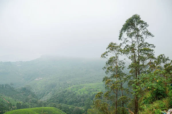 Munnar Puslu Dağları Kerala Hindistan — Stok fotoğraf