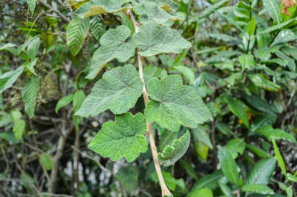 Текстурированный Узор Зеленых Листьях Виноградной Лозы — стоковое фото