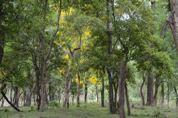 Santelipuun Metsä Marayoorissa Munnarin Lähellä Kerala Intia — kuvapankkivalokuva