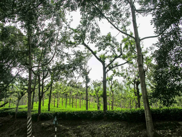 Jardins Chá Verde Exuberante Ooty Índia Com Carvalhos Prateados — Fotografia de Stock