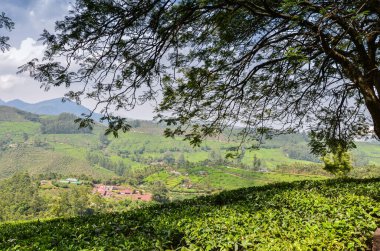 Munnar 'daki çay bahçeleri, Kerala, Hindistan