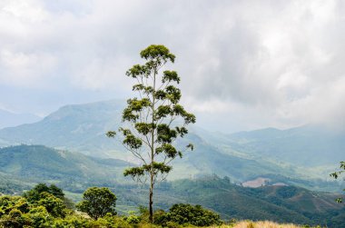 Munnar 'ın Rocky tepeleri, Kerala, Hindistan