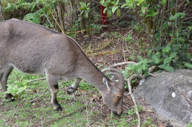 Nilgiri Tahr, Hindistan 'ın Neelgiri sıradağlarında bulunan bir tür vahşi keçi türü, neredeyse yok olmanın eşiğinde..