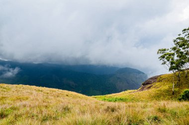 Munnar 'ın puslu dağları, Kerala, Hindistan