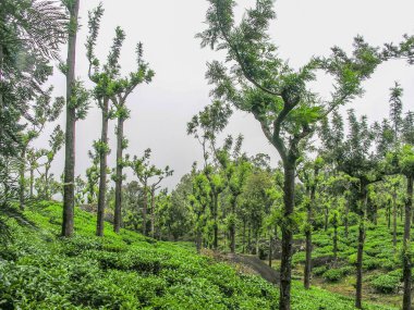 Ooty, Hindistan 'da yemyeşil çay bahçeleri ve gümüş meşe ağaçları.