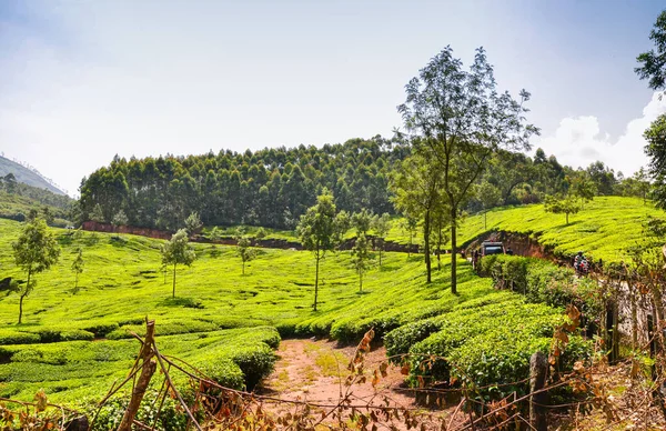 Jardins Chá Munnar Kerala Índia — Fotografia de Stock