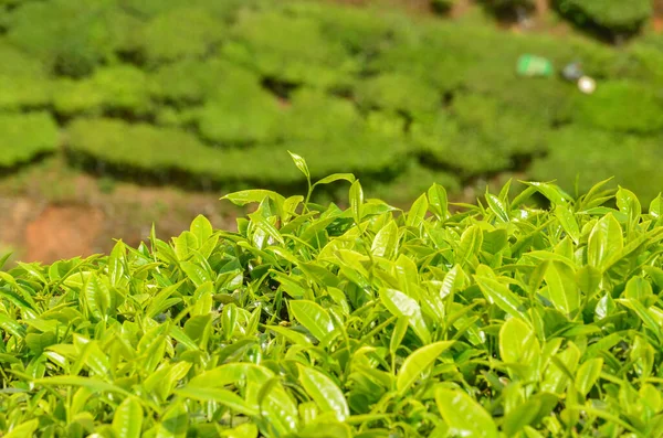 Tea Gardens at Munnar, Kerala, India