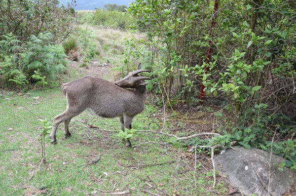 Nilgiri Tahr Tipo Cabra Selvagem Uma Espécie Protegida Encontrada Nas — Fotografia de Stock