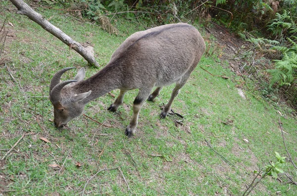 Nilgiri Tahr Type Wild Goat Protected Species Found Neelgiri Mountain — стоковое фото