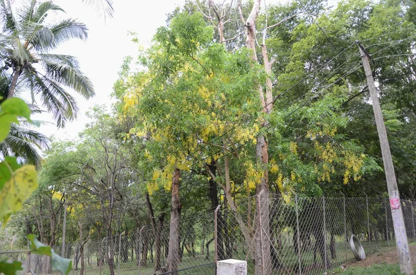 Sandelholzwald Bei Marayoor Der Nähe Von Munnar Kerala Indien — Stockfoto