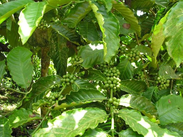 Coffee Plants Full Raw Coffee Berries — Stock Photo, Image