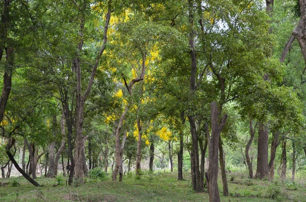 Las Sandałowy Marayoor Niedaleko Munnar Kerala Indie Obrazek Stockowy