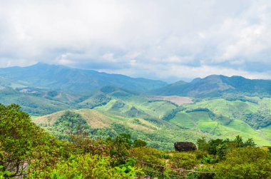 Munnar 'daki Çay Bahçeleri, Kerala, Hindistan