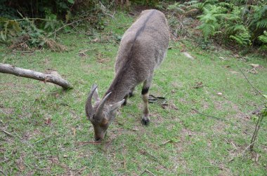 Nilgiri Tahr, Hindistan 'ın Neelgiri sıradağlarında bulunan bir tür vahşi keçi türü, neredeyse yok olmanın eşiğinde..
