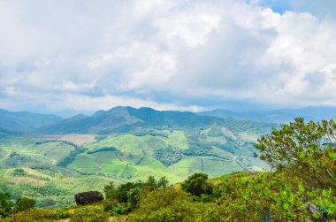 Munnar 'daki Çay Bahçeleri, Kerala, Hindistan