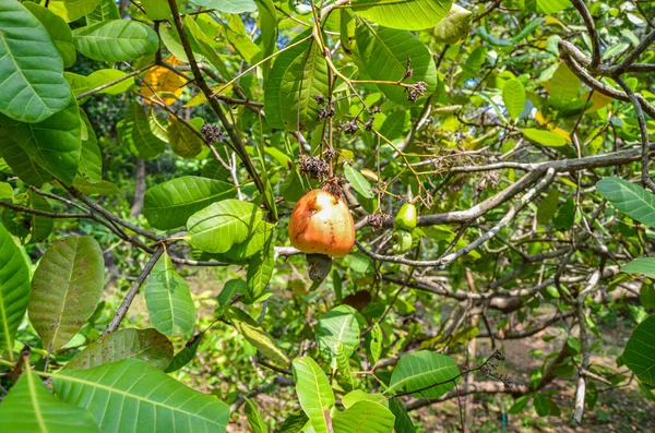 Jablka Kešu Stromě — Stock fotografie