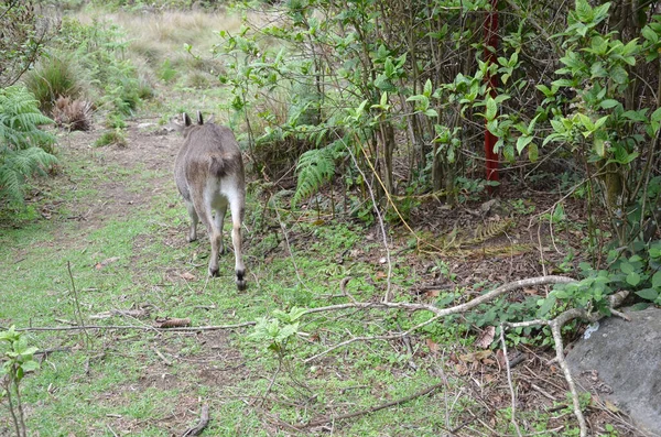Nilgiri Tahr是一种野生山羊 一种在印度Neelgiri山脉发现的受保护物种 濒临灭绝 — 图库照片