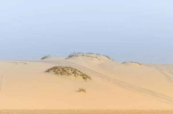 Wüstenlandschaft Mit Sträuchern — Stockfoto