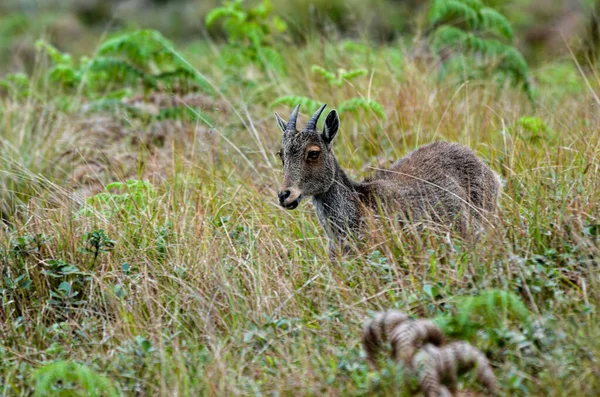 Nilgiri Tahr Tipo Cabra Selvagem Uma Espécie Protegida Encontrada Nas — Fotografia de Stock