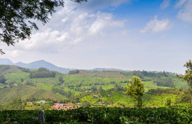 Munnar 'daki çay bahçeleri, Kerala, Hindistan