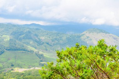 Munnar, Kerala, Hindistan 'ın görkemli sisli dağları