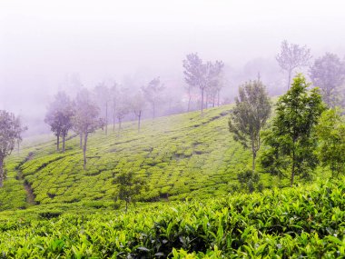 Hindistan 'da Ooty' nin sisli dağlarında çay bahçeleri
