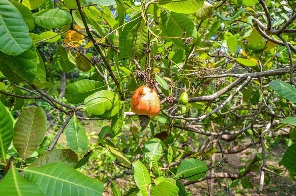 Cashew Apples Tree — Stock Photo, Image